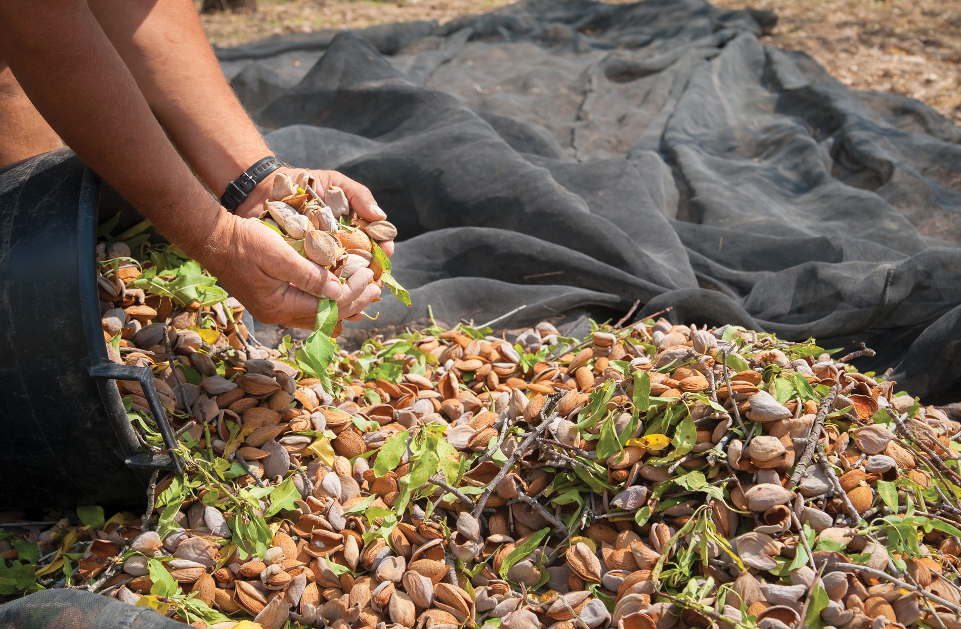Almond orchard — origin sourcing by Pasha