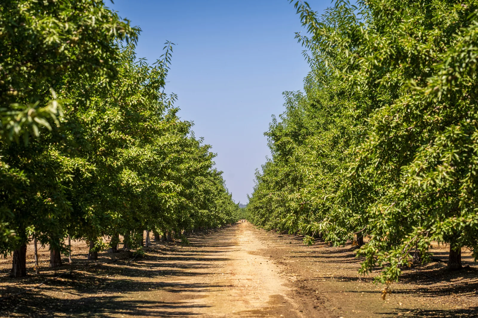 Almond orchard — origin sourcing by Pasha