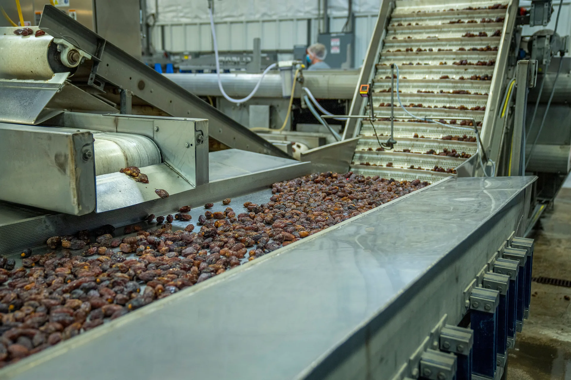 Dates moving through Pasha's grading and processing line
